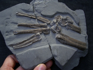 Steneosaurus Fuß Holzmaden