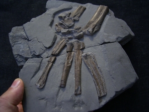 Steneosaurus Fuß Holzmaden