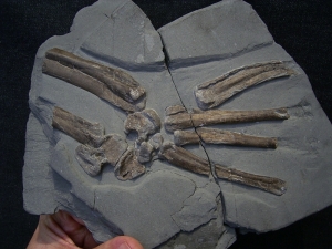 Steneosaurus Fuß Holzmaden