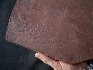 Arthropoden Spurenplatte aus dem Buntsandstein