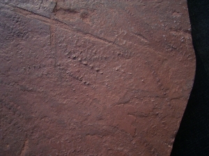 Arthropoden Spurenplatte aus dem Buntsandstein