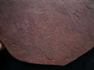 Arthropoden Spurenplatte aus dem Buntsandstein