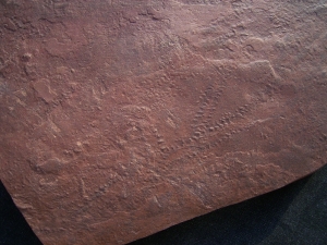 Arthropoden Spurenplatte aus dem Buntsandstein