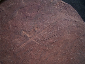Arthropoden Spurenplatte aus dem Buntsandstein