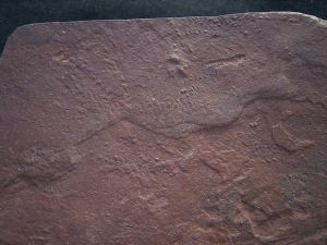 Arthropoden Spurenplatte aus dem Buntsandstein