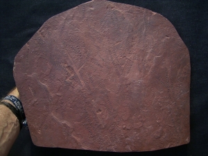 Arthropoden Spurenplatte aus dem Buntsandstein