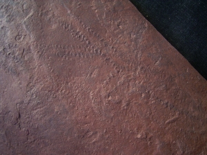 Arthropoden Spurenplatte aus dem Buntsandstein