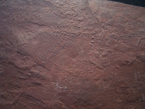 Arthropoden Spurenplatte aus dem Buntsandstein