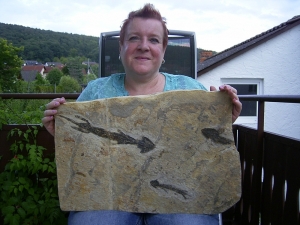 Discosauriscusplatte, Stein mit drei Amphibien-Skeletten