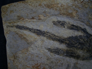 Discosauriscusplatte, Stein mit drei Amphibien-Skeletten