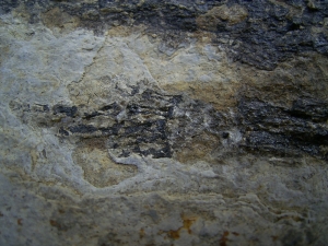 Discosauriscusplatte, Stein mit drei Amphibien-Skeletten