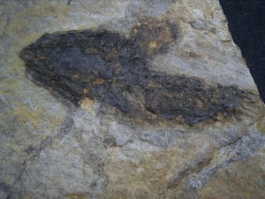 Discosauriscusplatte, Stein mit drei Amphibien-Skeletten