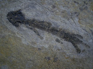 Discosauriscusplatte, Stein mit drei Amphibien-Skeletten