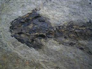 Discosauriscusplatte, Stein mit drei Amphibien-Skeletten