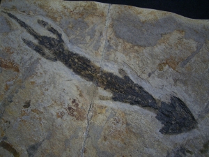 Discosauriscusplatte, Stein mit drei Amphibien-Skeletten