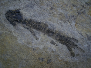 Discosauriscusplatte, Stein mit drei Amphibien-Skeletten