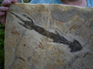 Discosauriscusplatte, Stein mit drei Amphibien-Skeletten