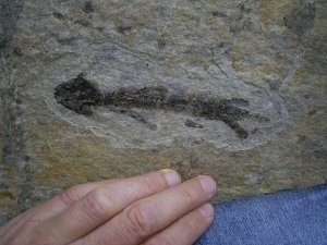 Discosauriscusplatte, Stein mit drei Amphibien-Skeletten