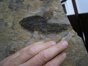 Discosauriscusplatte, Stein mit drei Amphibien-Skeletten