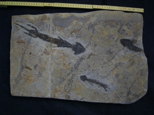 Discosauriscusplatte, Stein mit drei Amphibien-Skeletten