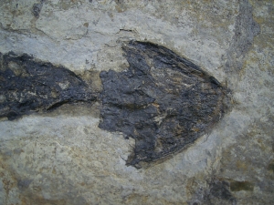 Discosauriscusplatte, Stein mit drei Amphibien-Skeletten