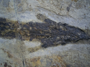 Discosauriscusplatte, Stein mit drei Amphibien-Skeletten