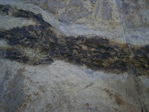 Discosauriscusplatte, Stein mit drei Amphibien-Skeletten