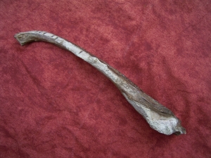 Metoposaur jaw triassic age
