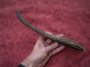 Metoposaur jaw triassic age