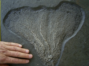 Seelilie aus dem unteren Jura