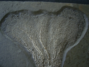 Seelilie aus dem unteren Jura
