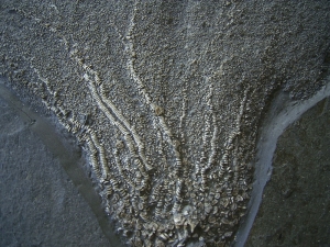 Seelilie aus dem unteren Jura