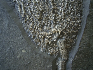 Seelilie aus dem unteren Jura