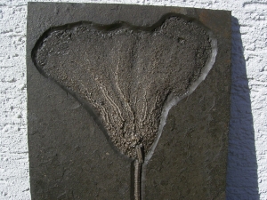 Seelilie aus dem unteren Jura
