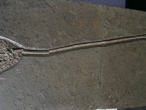 Seelilie aus dem unteren Jura