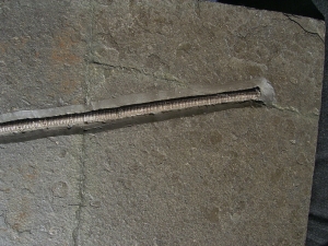Seelilie aus dem unteren Jura