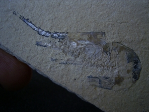 Krebs aus dem Libanon