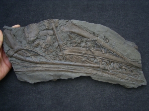 Ichthyosaurus Schädelstück