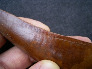 Carcharodontosaurus Zahn, Afrikanischer T-Rex