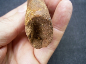 Carcharodontosaurus Zahn, Afrikanischer T-Rex