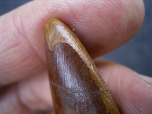 Carcharodontosaurus Zahn, Afrikanischer T-Rex