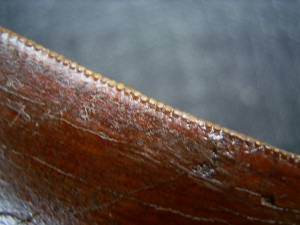 Carcharodontosaurus Zahn, Afrikanischer T-Rex