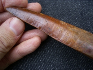 Carcharodontosaurus Zahn, Afrikanischer T-Rex