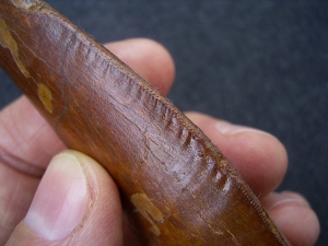 Carcharodontosaurus Zahn, Afrikanischer T-Rex