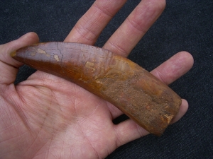 Carcharodontosaurus Zahn, Afrikanischer T-Rex