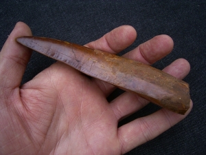 Carcharodontosaurus Zahn, Afrikanischer T-Rex