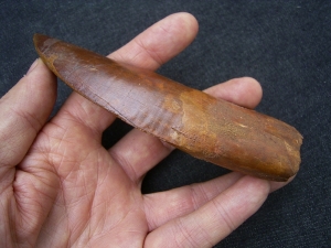 Carcharodontosaurus Zahn, Afrikanischer T-Rex