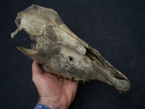 Wild horse skull - juvenile