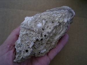 Stromatolith - kleine Stufe, naturbelassen