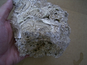 Stromatolithen - mittlere Stufe, naturbelassen